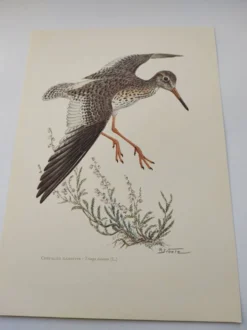 Planche ancienne oiseaux Années 1960 - Chevalier Gambette - Illustration