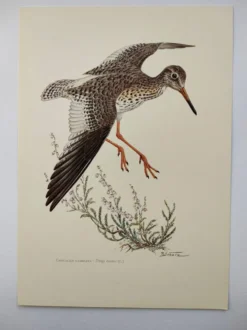 Planche ancienne oiseaux Années 1960 - Chevalier Gambette - Illustration