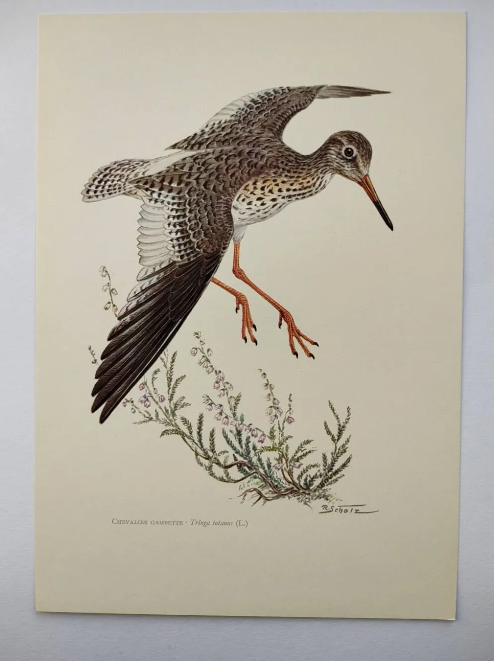 Planche ancienne oiseaux Années 1960 - Chevalier Gambette - Illustration