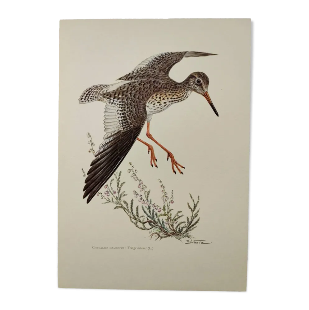 Planche ancienne oiseaux Années 1960 - Chevalier Gambette - Illustration