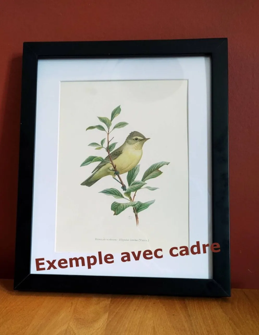 Planche ancienne oiseaux Années 1960 - Chevalier Gambette - Illustration