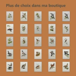 Planche ancienne oiseaux Années 1960 - Chevalier Gambette - Illustration