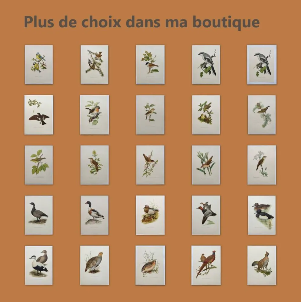 Planche ancienne oiseaux Années 1960 - Chevalier Gambette - Illustration