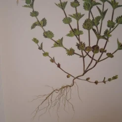 Planche botanique, Casse-lunettes ou herbe à ophtalmie