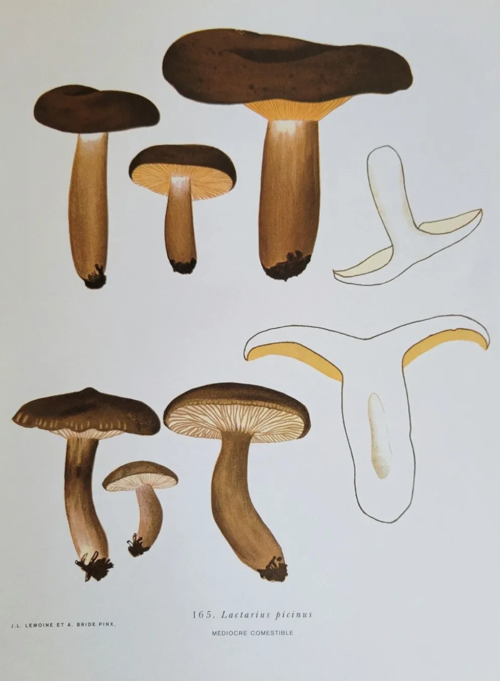 Planche botanique champignon, 1960