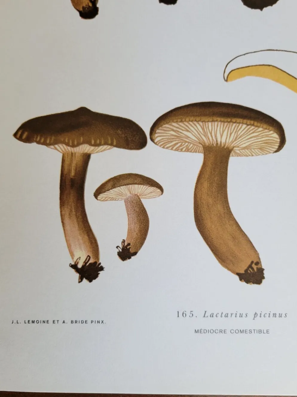 Planche botanique champignon, 1960