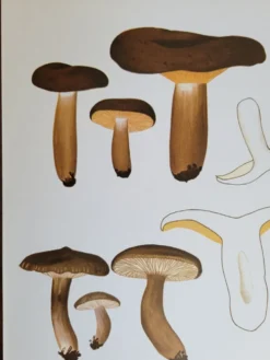 Planche botanique champignon, 1960