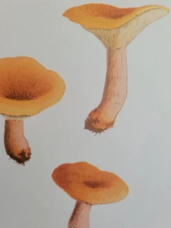 Planche botanique champignon, 1960