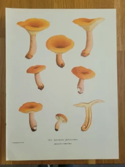 Planche botanique champignon, 1960