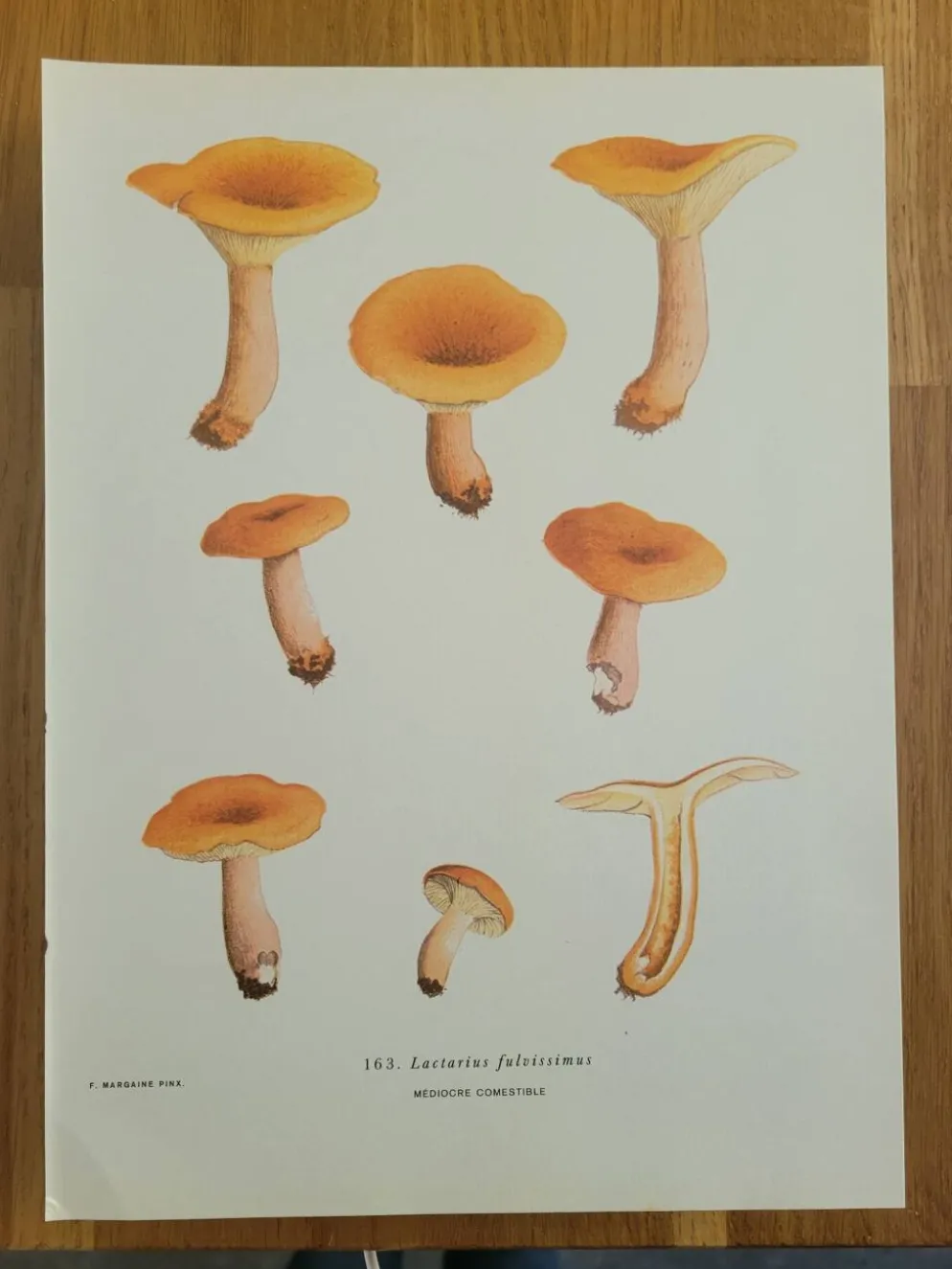 Planche botanique champignon, 1960