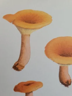 Planche botanique champignon, 1960