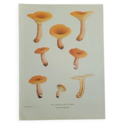 Planche botanique champignon, 1960