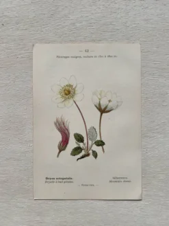 Planche Botanique 1800 Gravure naturaliste ancienne 19eme recto verso
