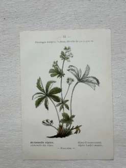 Planche Botanique 1800 Gravure naturaliste ancienne 19eme recto verso