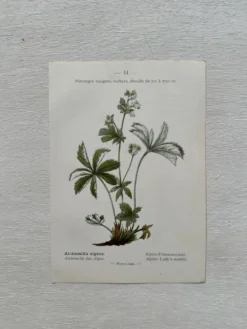 Planche Botanique 1800 Gravure naturaliste ancienne 19eme recto verso