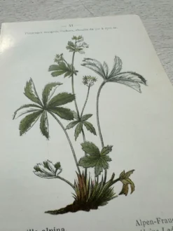 Planche Botanique 1800 Gravure naturaliste ancienne 19eme recto verso