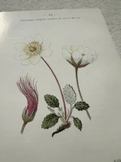 Planche Botanique 1800 Gravure naturaliste ancienne 19eme recto verso