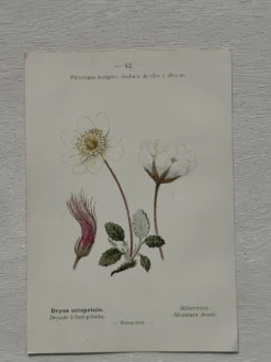 Planche Botanique 1800 Gravure naturaliste ancienne 19eme recto verso