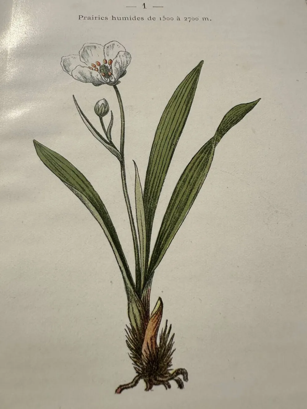 Planche Botanique 1800 Gravure naturaliste ancienne 19eme recto verso