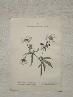 Planche Botanique 1800 Gravure naturaliste ancienne 19eme recto verso