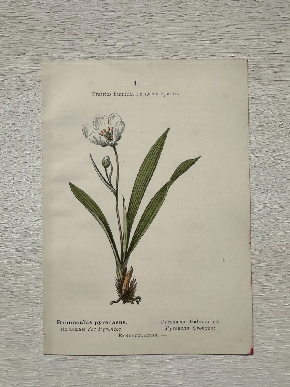 Planche Botanique 1800 Gravure naturaliste ancienne 19eme recto verso