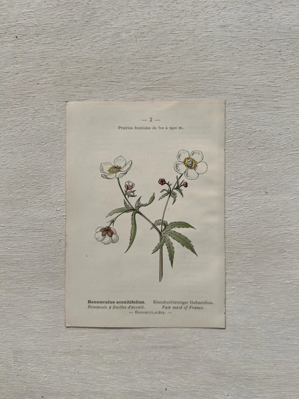 Planche Botanique 1800 Gravure naturaliste ancienne 19eme recto verso