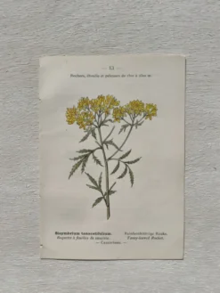 Planche Botanique 1800 Gravure naturaliste ancienne 19eme recto verso