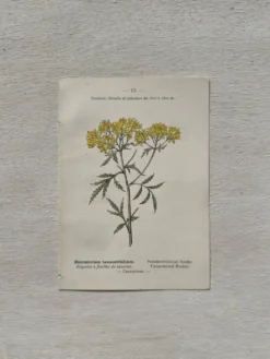 Planche Botanique 1800 Gravure naturaliste ancienne 19eme recto verso