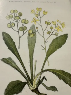 Planche Botanique 1800 Gravure naturaliste ancienne 19eme recto verso