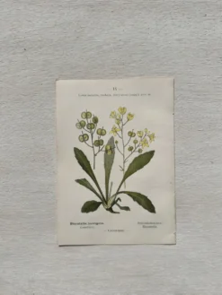 Planche Botanique 1800 Gravure naturaliste ancienne 19eme recto verso