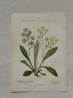 Planche Botanique 1800 Gravure naturaliste ancienne 19eme recto verso