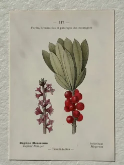 Planche Botanique 1800 Gravure naturaliste ancienne 19eme recto verso