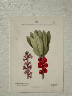 Planche Botanique 1800 Gravure naturaliste ancienne 19eme recto verso