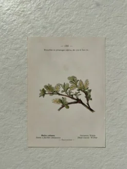 Planche Botanique 1800 Gravure naturaliste ancienne 19eme recto verso