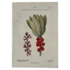 Planche Botanique 1800 Gravure naturaliste ancienne 19eme recto verso