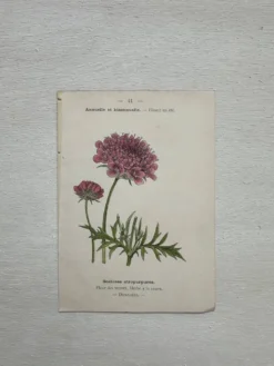 Planche Botanique 1800 Gravure naturaliste ancienne 19eme recto verso