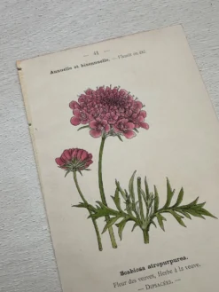 Planche Botanique 1800 Gravure naturaliste ancienne 19eme recto verso