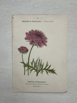 Planche Botanique 1800 Gravure naturaliste ancienne 19eme recto verso