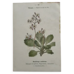Planche Botanique 1800 Gravure naturaliste ancienne 19eme recto verso