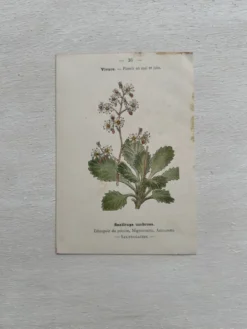 Planche Botanique 1800 Gravure naturaliste ancienne 19eme recto verso