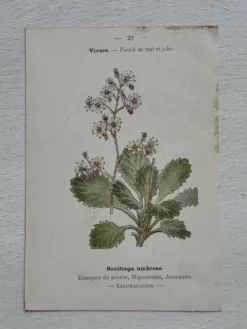 Planche Botanique 1800 Gravure naturaliste ancienne 19eme recto verso