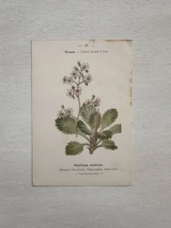 Planche Botanique 1800 Gravure naturaliste ancienne 19eme recto verso