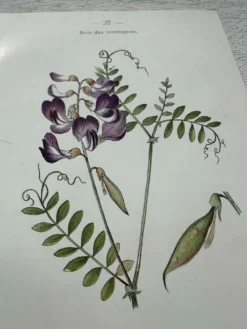Planche Botanique 1800 Gravure naturaliste ancienne 19eme recto verso