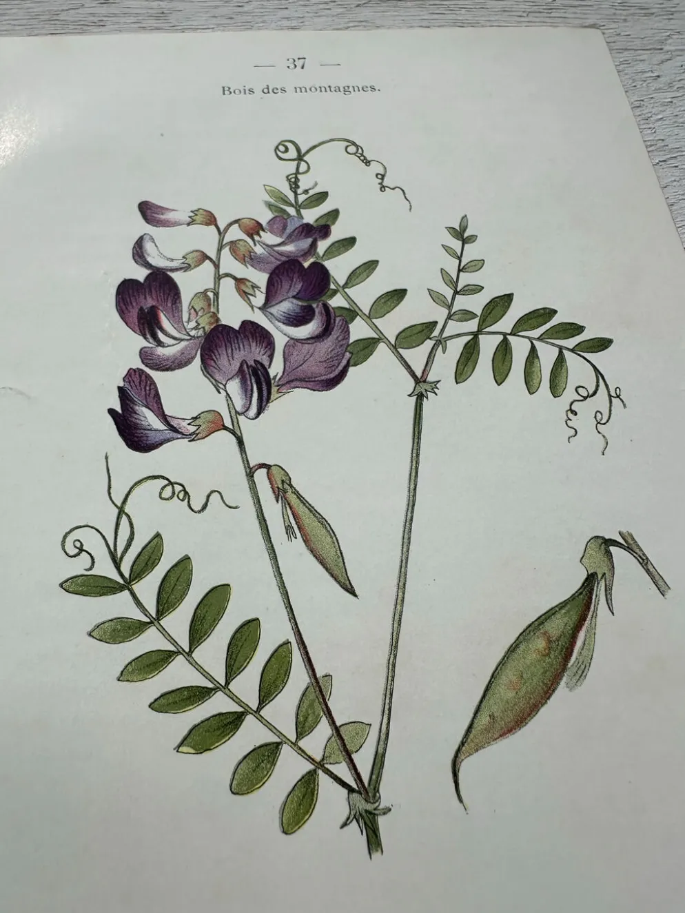 Planche Botanique 1800 Gravure naturaliste ancienne 19eme recto verso