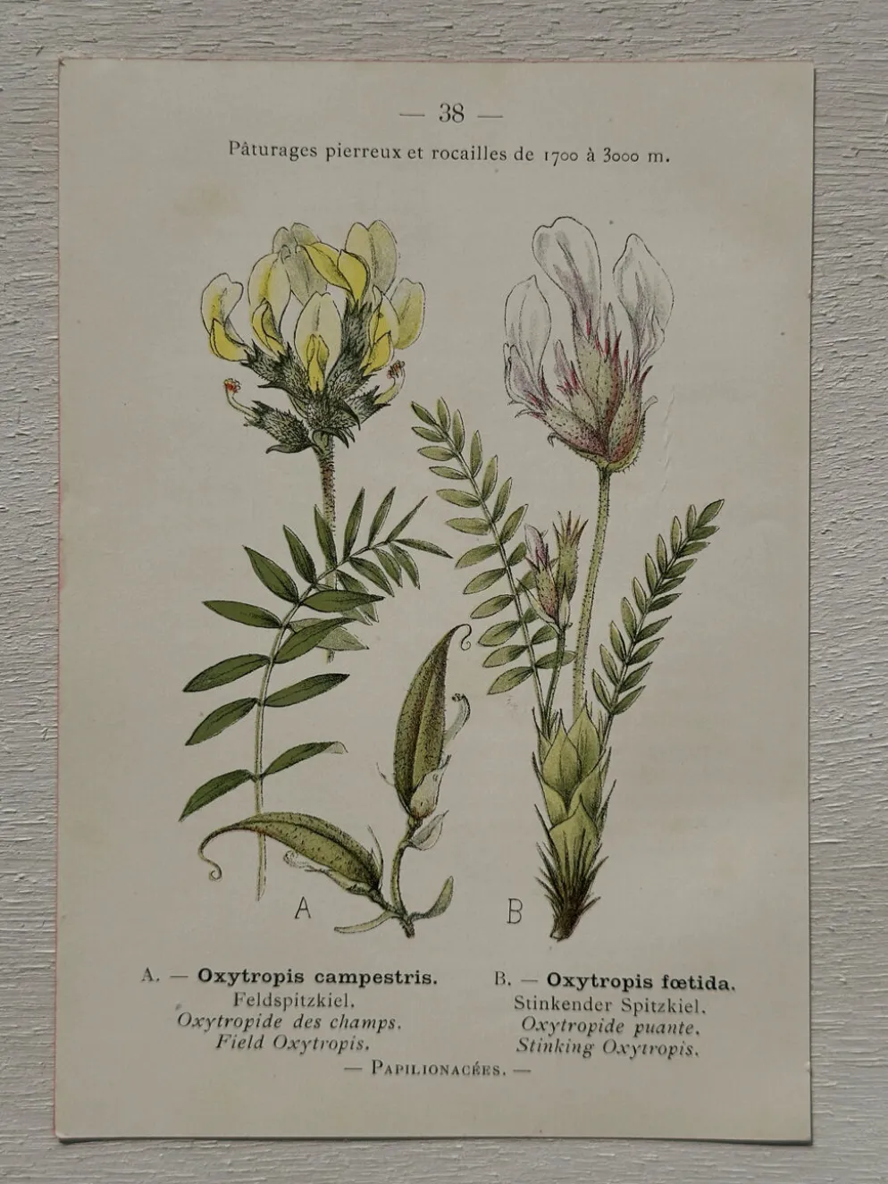 Planche Botanique 1800 Gravure naturaliste ancienne 19eme recto verso