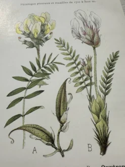 Planche Botanique 1800 Gravure naturaliste ancienne 19eme recto verso