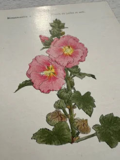 Planche Botanique 1800 Gravure naturaliste ancienne 19eme recto verso