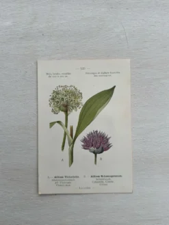 Planche Botanique 1800 Gravure naturaliste ancienne 19eme recto verso