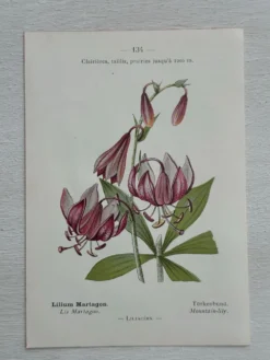 Planche Botanique 1800 Gravure naturaliste ancienne 19eme recto verso