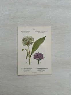 Planche Botanique 1800 Gravure naturaliste ancienne 19eme recto verso